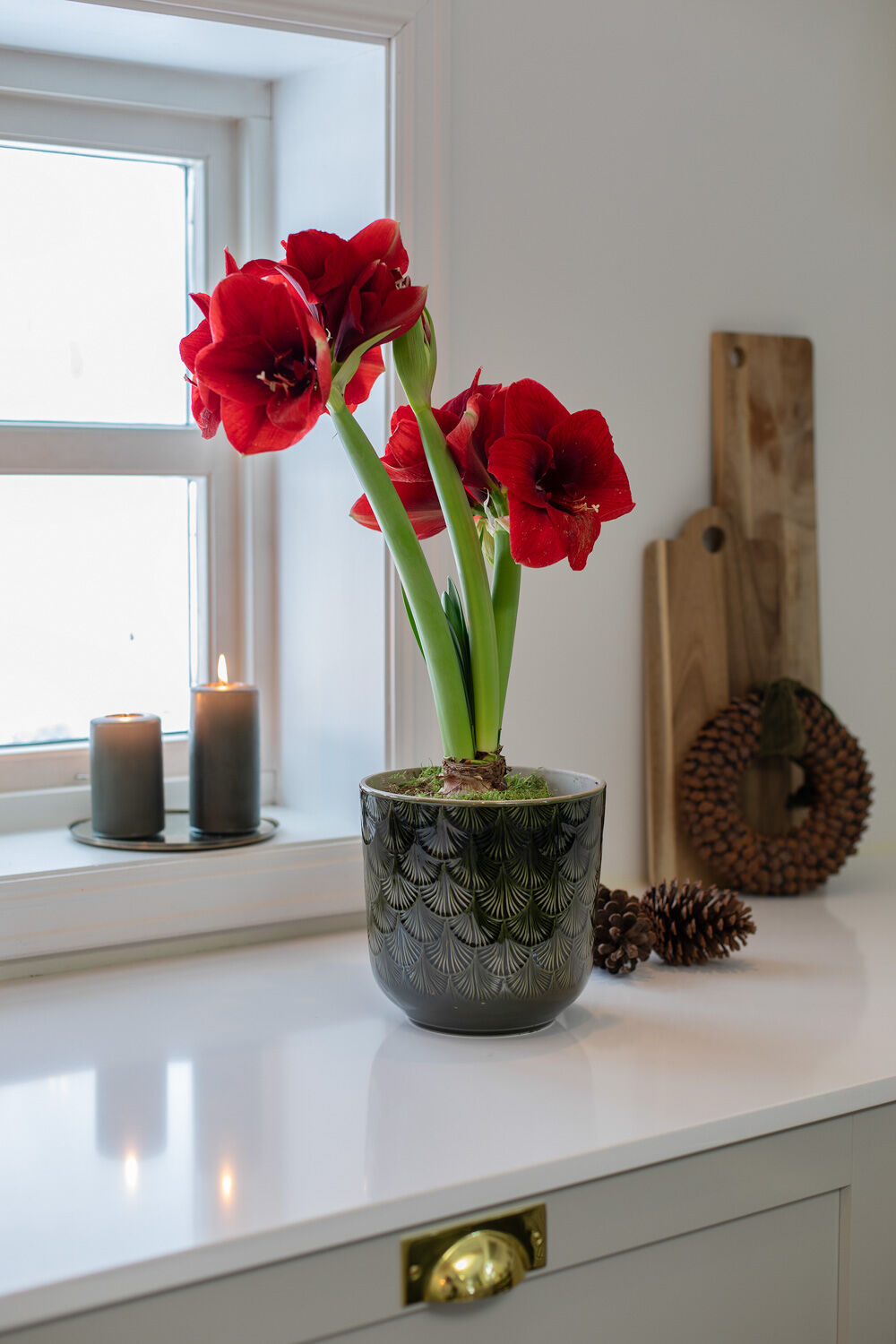 Amaryllis løk
